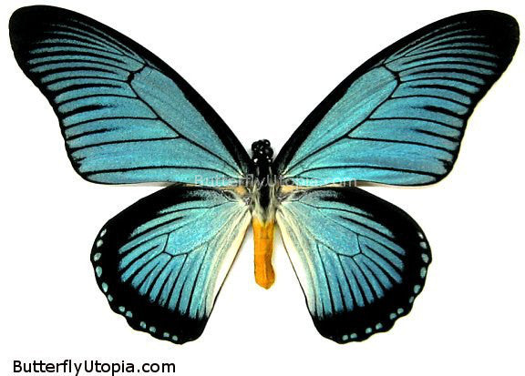 Papilio zalmoxis