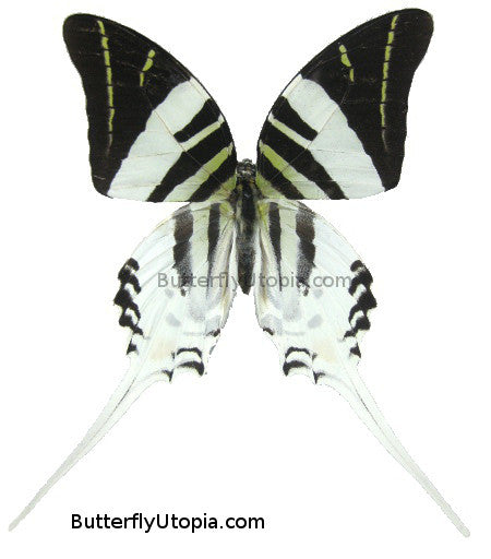 Graphium Androcles