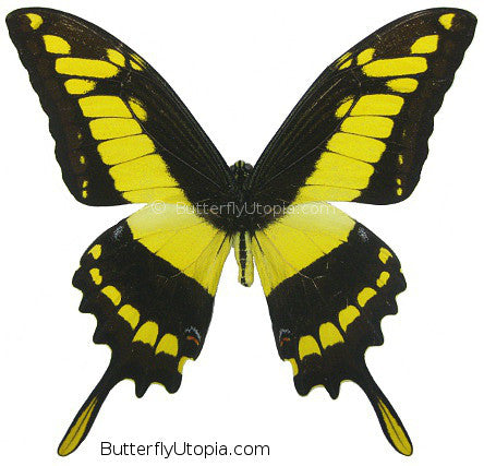 Papilio thoas