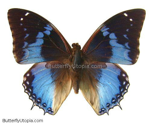 African butterfly