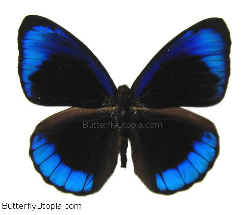 blue and purple butterfly tattoo - artist Sean Donovan Blue Butterfly Tattoo