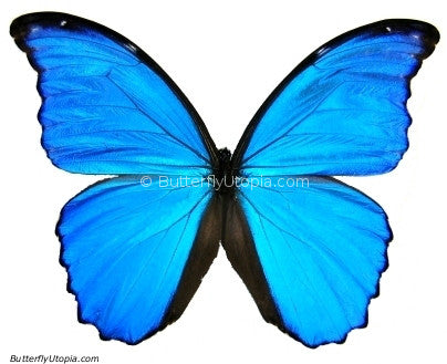 Butterfly Coloring Pages on Blue Morpho Butterfly  Morpho Didius  Blue Morpho Butterflies
