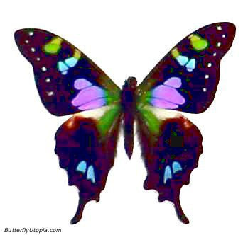 Graphium weiskei, Purple-Spotted Swallowtail