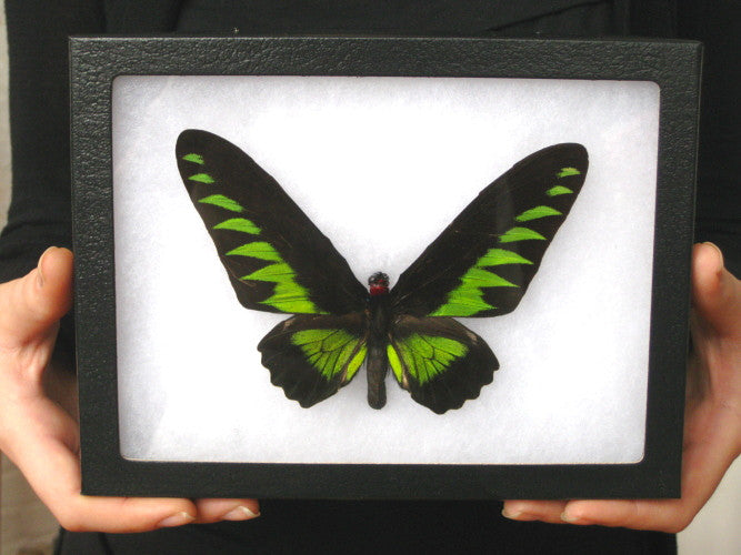 Rajah Brooke's Birdwing (Trogonoptera brookiana albescens)