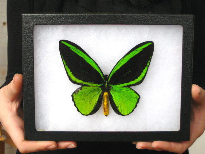 Ornithoptera Priamus poseidon