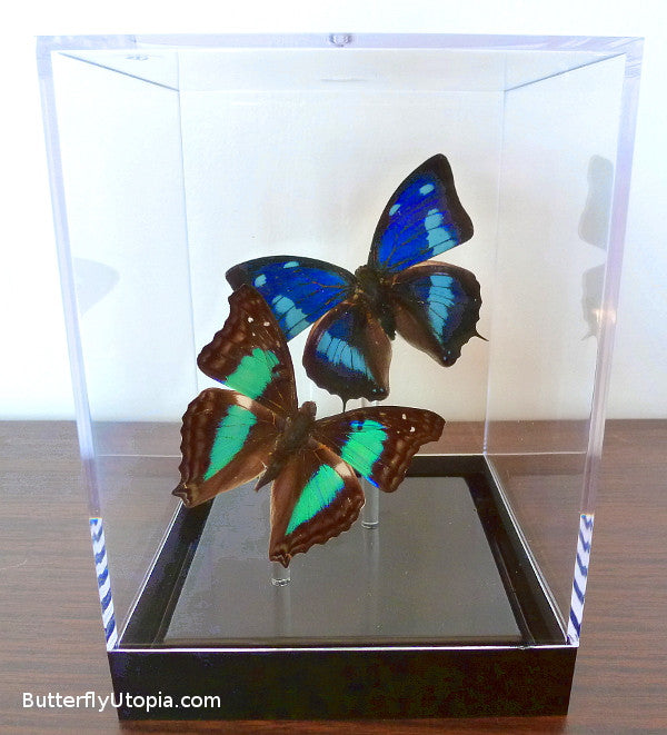 Blue & Green Butterflies