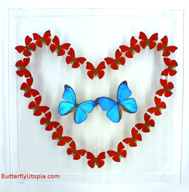 Red Heart Display butterfly framed art, pictures, display,