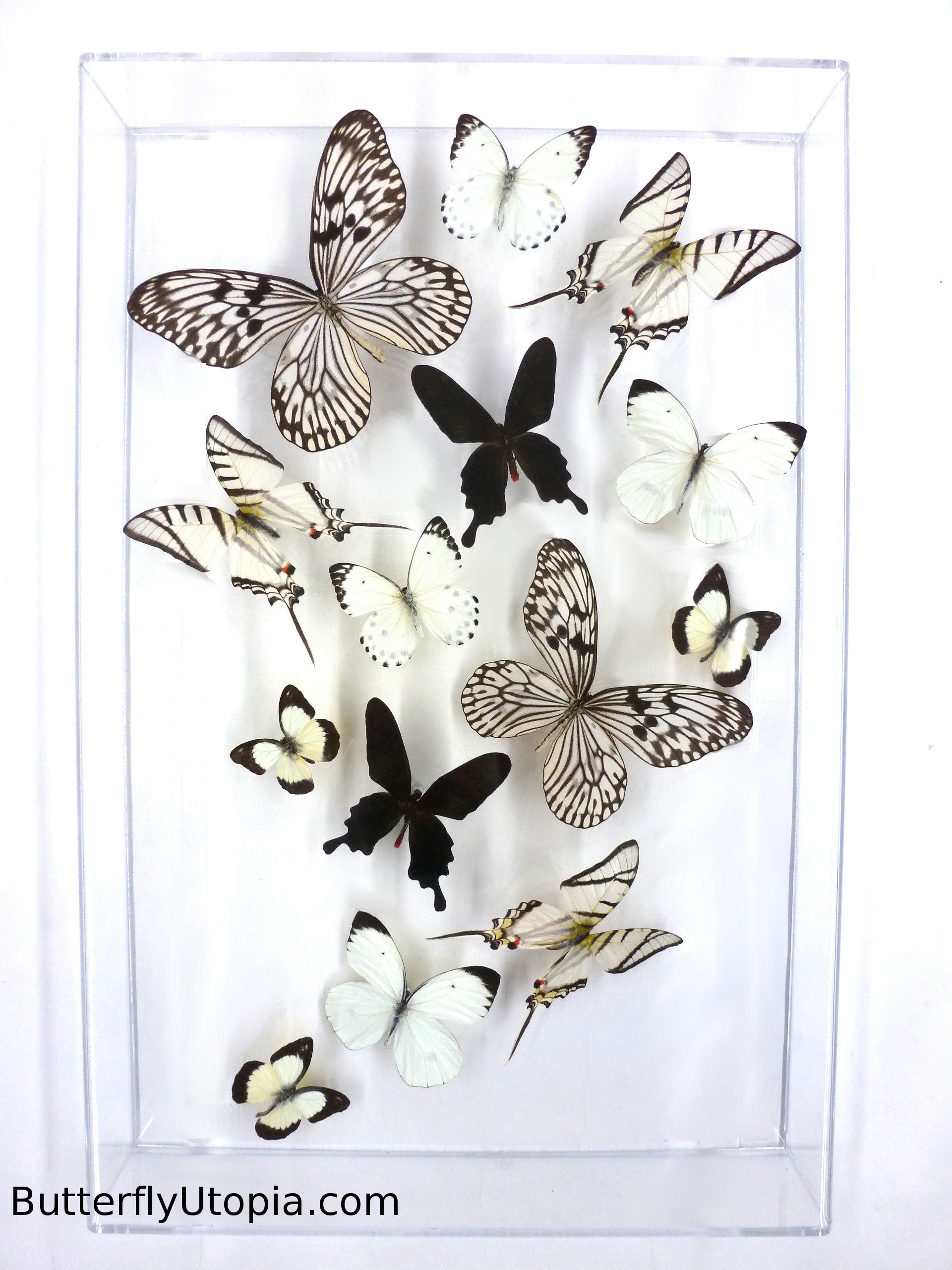 Black & White Zebra Flight butterfly framed art, pictures, display,