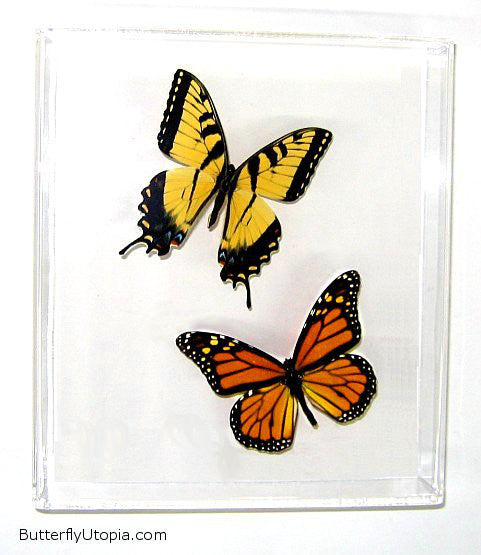 North American Butterflies
