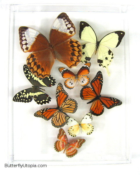 Rustic Butterflies