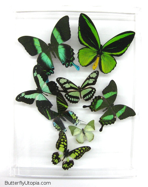 Green Butterflies