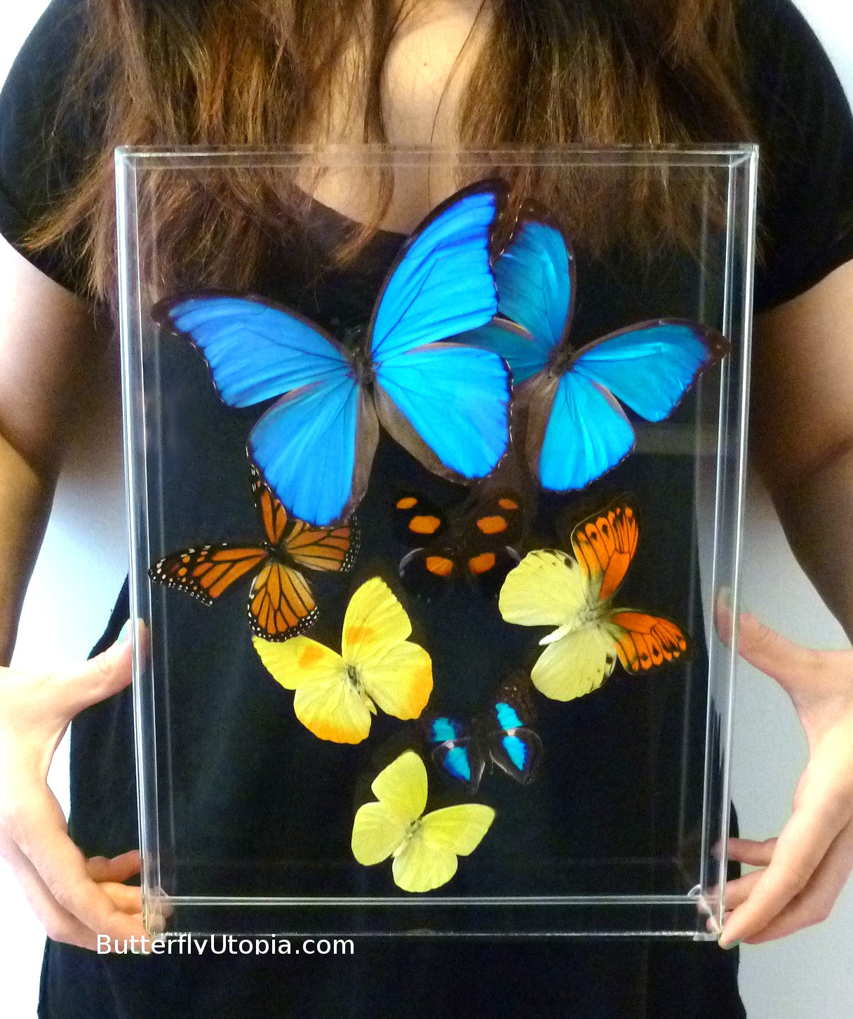 Custom Eight Display butterfly framed art, pictures, display,