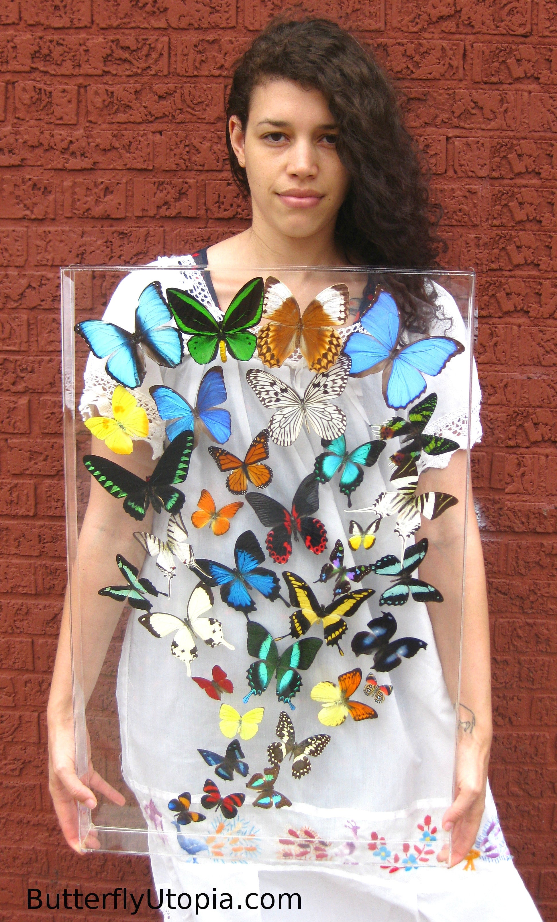 Butterflies