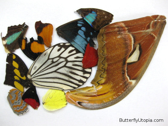 butterfly wings